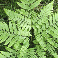 Photo of the Fern 5