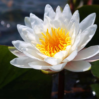 Photo of water lily