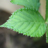 Photo of blackberry leaves 2