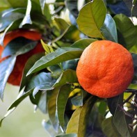 Photo of orange blossom fruit 4