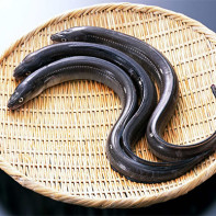 Photo of eel 3