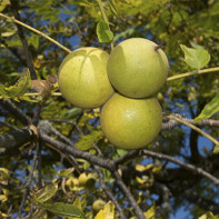 Photo of black walnut