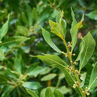 Photo of a bay leaf 5