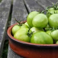 Fotografia zelených paradajok 2