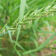 Photos d'herbe de blé