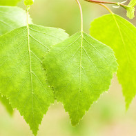 Photo of birch leaves
