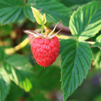 Photo of raspberry leaves