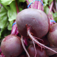 Photo of beets 4