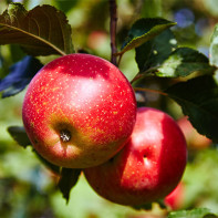 Foto af æbler 5