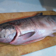 Photo d'un saumon kéta