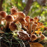 photo de champignons de hêtre