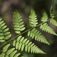 Photo of the Fern