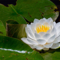 Photo of water lily 4