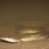 Photo de l'anguille 5