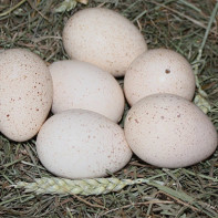 Photo d'œufs de dinde 2