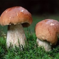 How to distinguish a false ceps from a real one