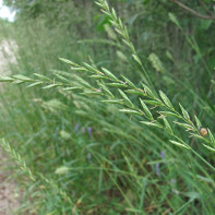 Photo de l'herbe de blé 4