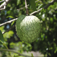 Foto der Guanabana-Frucht 2