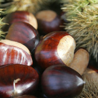 Photo of an edible chestnut 5