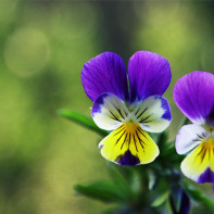 Foto von tricolor violett 2