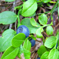 Foto af blåbærblade 2