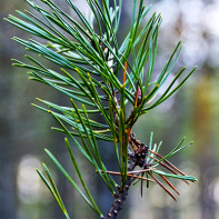 Photo of pine needles 3