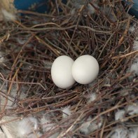 Photo d'œufs de pigeon 5