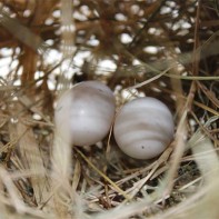 Photo d'œufs de pigeon 3