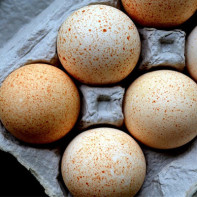 Photo d'œufs de dinde