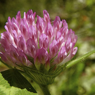 Photo of meadow clover 5