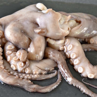 Foto af en blæksprutte 6