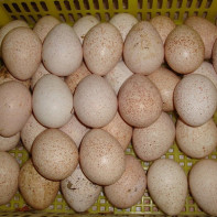 Photo d'œufs de dinde 3