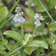Photo of Veronica officinalis 3