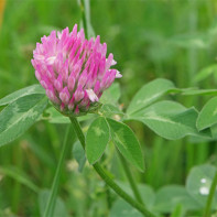 Photo of red clover