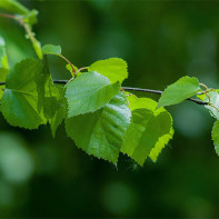 Photo of birch leaves 3