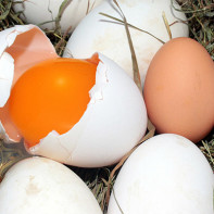 Photo œufs d'oie 5