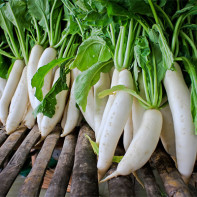 Picture of daikon