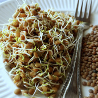 Photo of Sprouted Lentils