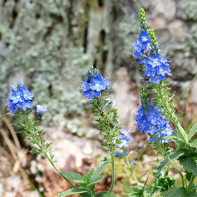 Photo of Veronica officinalis 5