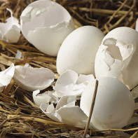 צילום קליפות ביצה
