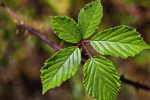 What is useful blackberry leaves