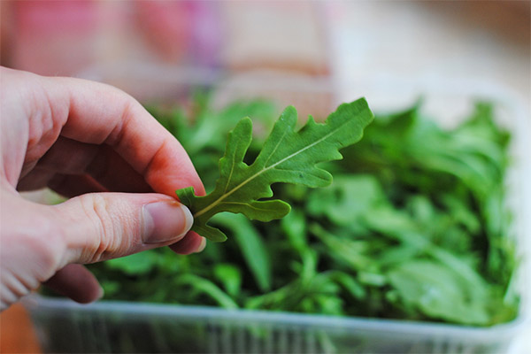 How to choose and store arugula
