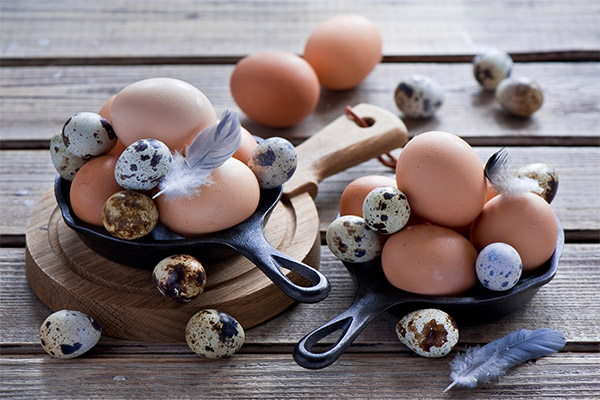 Chicken or quail eggs