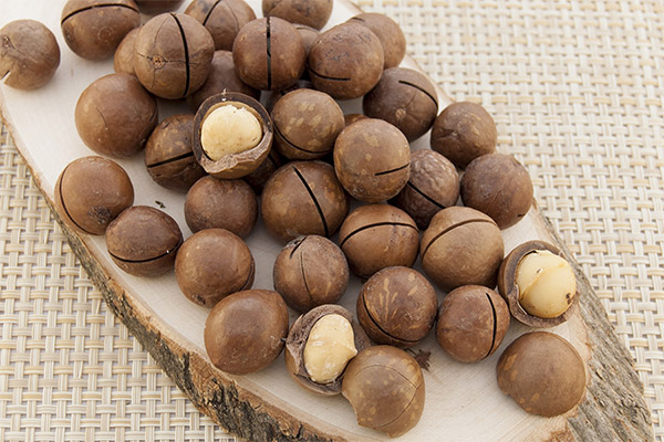 Helbredende egenskaber af macadamia nødder