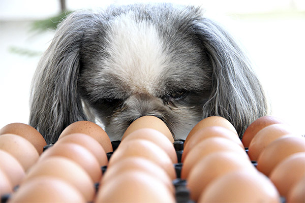 Les œufs de poule peuvent-ils être donnés aux animaux ?