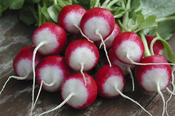 Can we give radishes to animals?