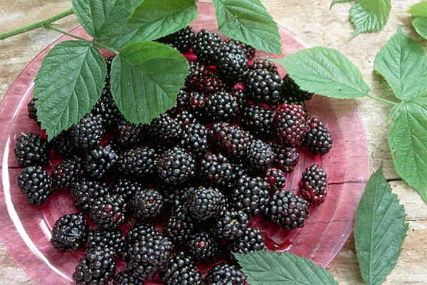 The useful properties of blackberries