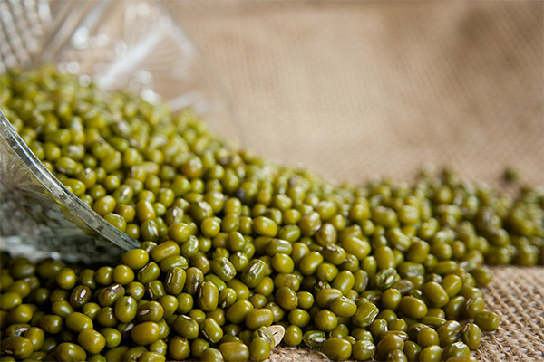 緑豆の減量に有用な特性について