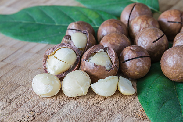 Fordele og skadevirkninger af macadamia nødder