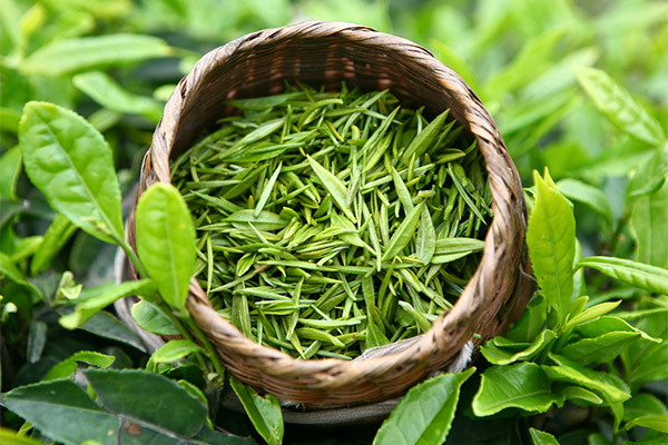 Green tea in medicine